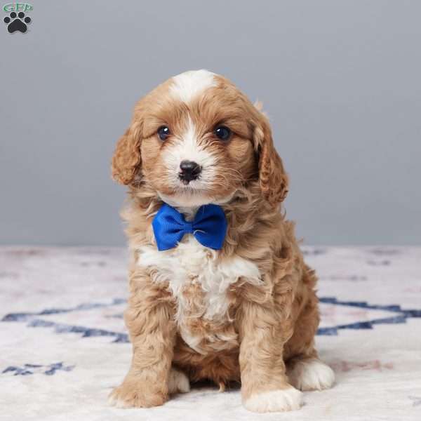 Riley, Cavapoo Puppy